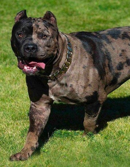 this is a pitcure of a american bully